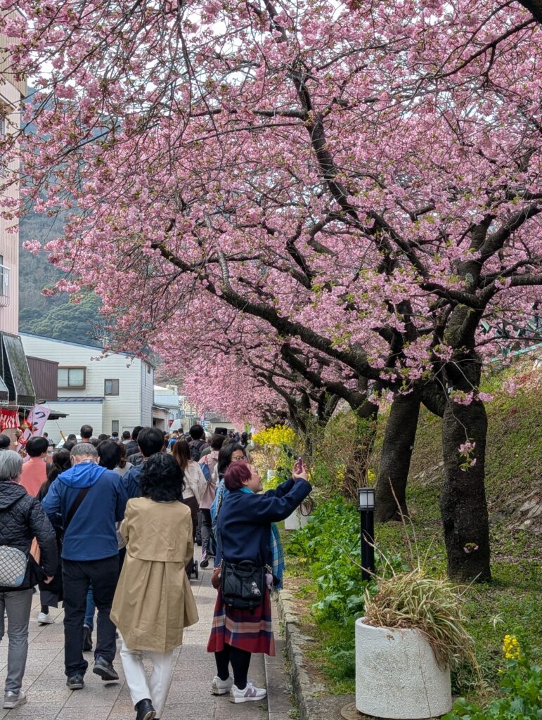 河津桜まつり2025その１